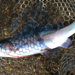 エキスパートエリアで大物にチャレンジ ～平谷湖フィッシングスポット～